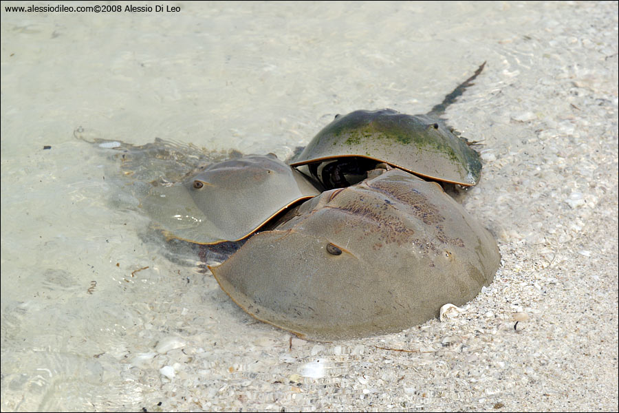 Limulo [Limulus polyphemus] - Isla Holbox