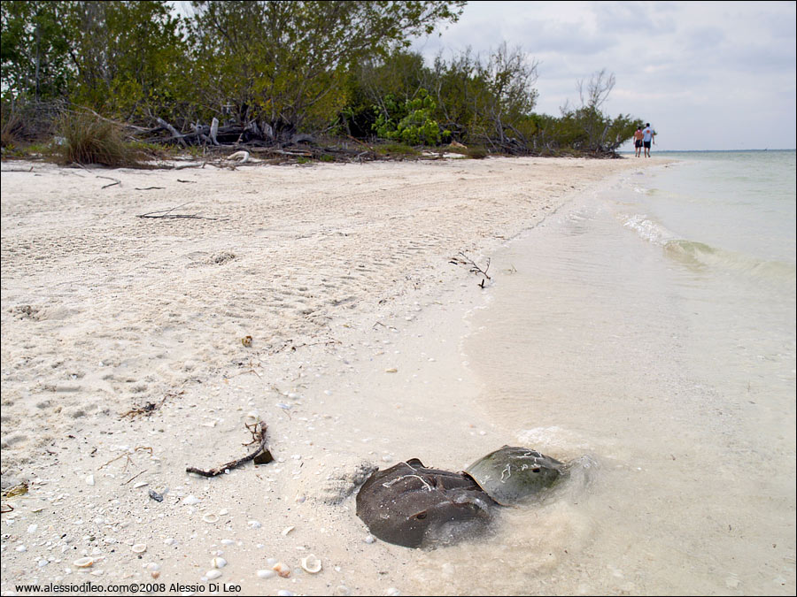 Limulo [Limulus polyphemus] - Isla Holbox