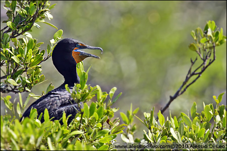 Cormorano [Phalacrocorax auritus]