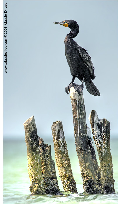 Cormorano [Phalacrocorax auritus]
