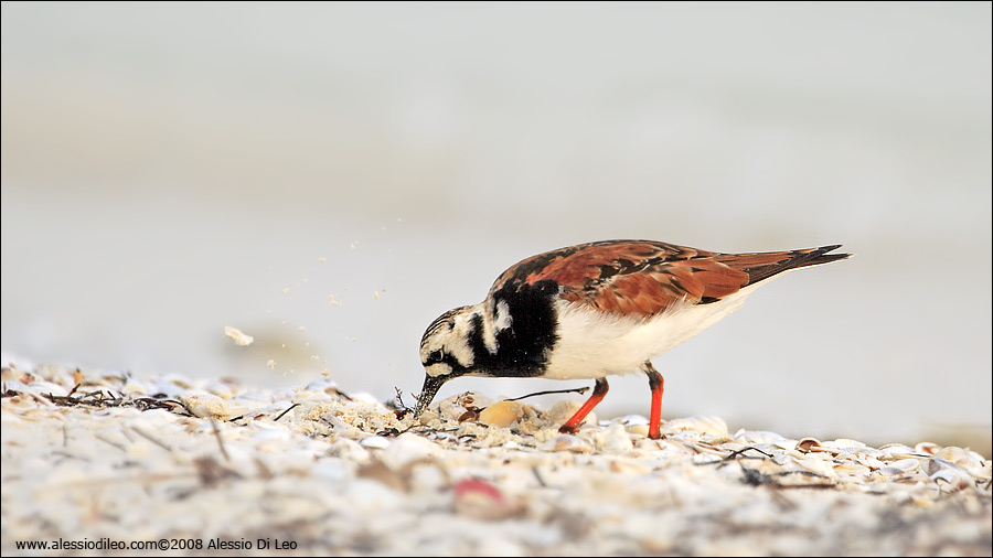 Voltapietre [Arenaria interpres] - Isla Holbox