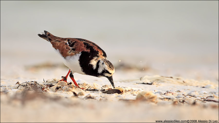 Voltapietre [Arenaria interpres] - Isla Holbox