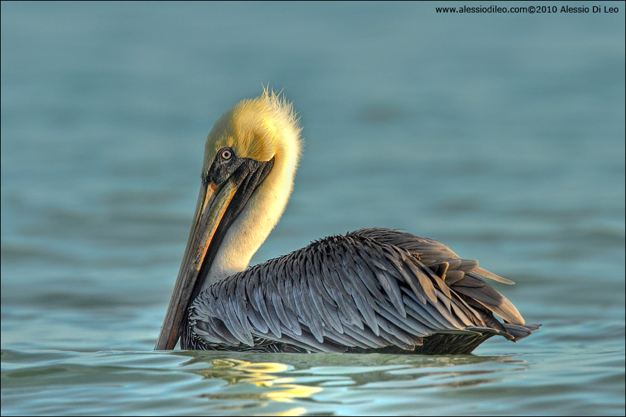 Pellicano bruno [Pelecanus occidentalis]