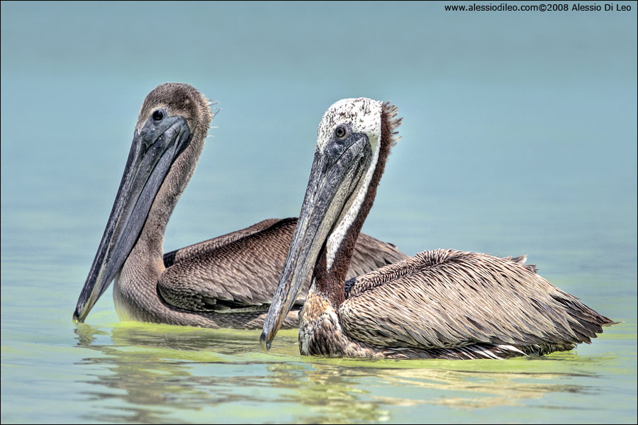 Pellicano bruno [Pelecanus occidentalis]