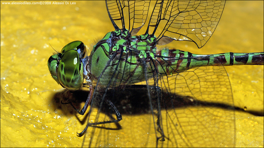 Coryphaeschna viriditas - Isla Holbox - Messico