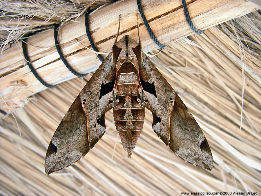 Eumorpha satellita - Isla Holbox