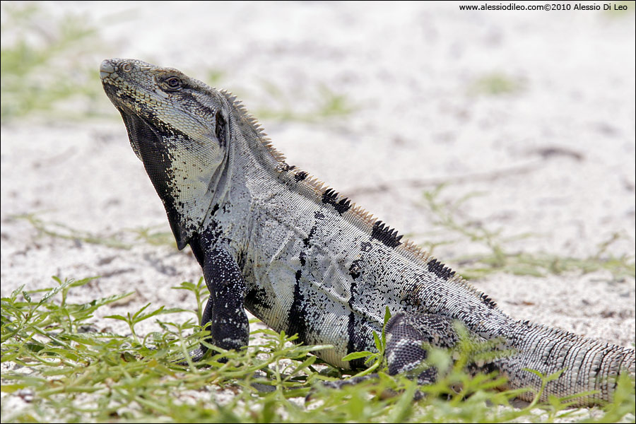 Iguana nera [Ctenosaura similis] - Isla Holbox