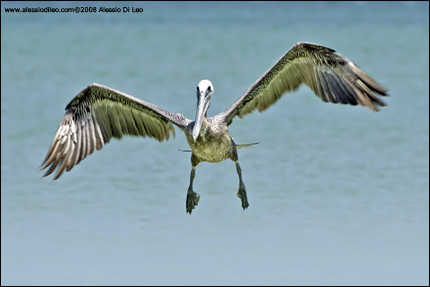 Pellicano bruno [Pelecanus occidentalis]