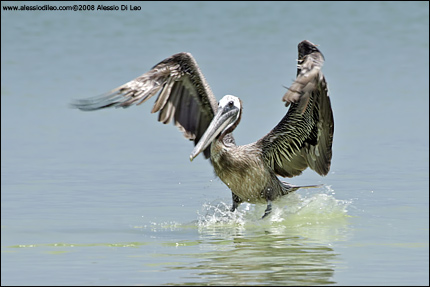 Pellicano bruno [Pelecanus occidentalis]