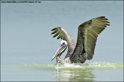 Pellicano bruno [Pelecanus occidentalis]
