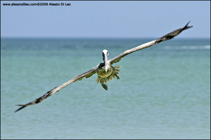 Pellicano bruno [Pelecanus occidentalis]