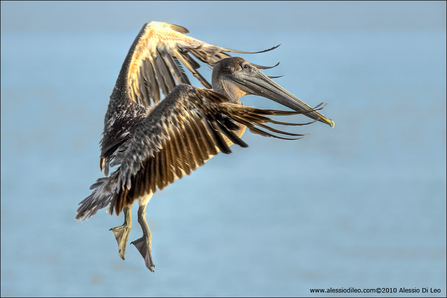 Pellicano bruno [Pelecanus occidentalis]
