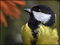 Cinciallegra [Parus major]