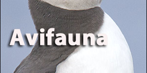 Avifauna