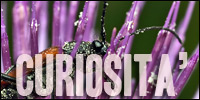 Curiosità