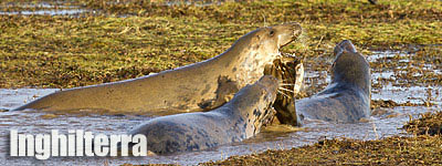 Donna Nook