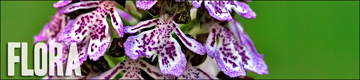 Flora