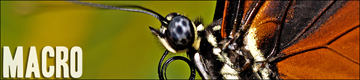 Macro fotografia