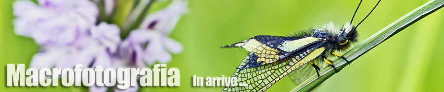 Macrofotografia
