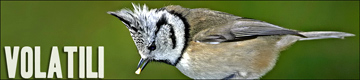 Avifauna