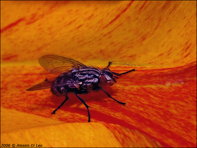 Insetti assortiti