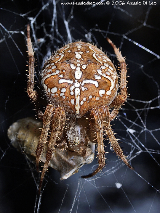 Araneus.jpg