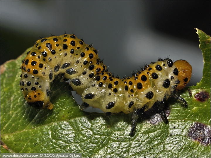 Arge_ochropus_larva_001.jpg