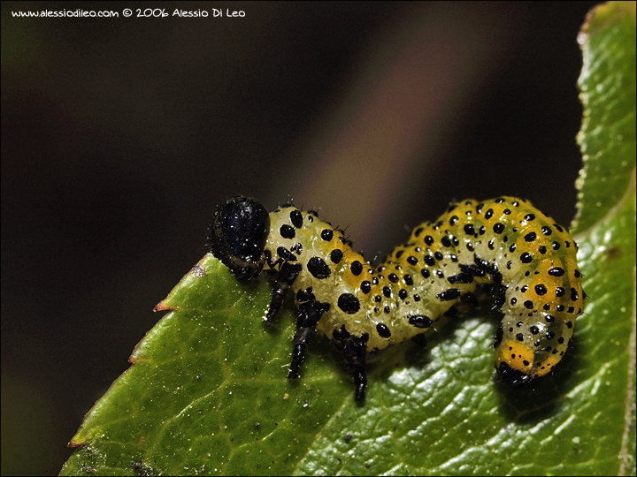 Arge_ochropus_larva_003.jpg