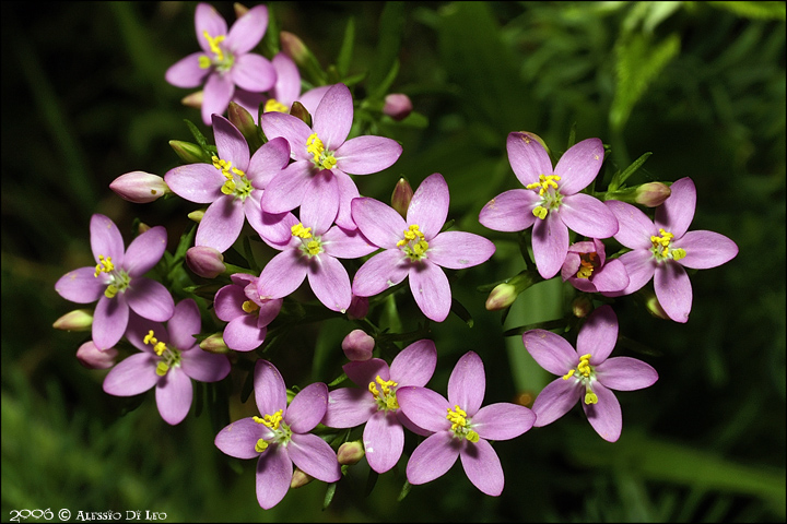 Centaurium_erythraea.jpg