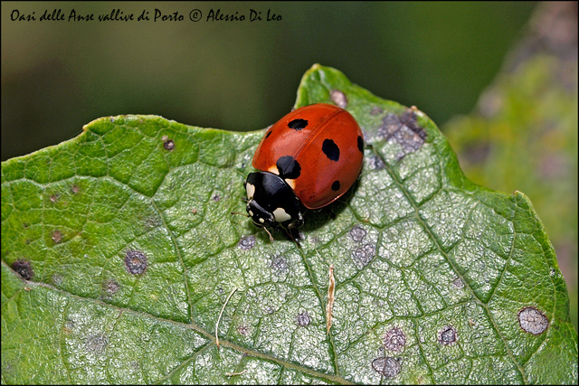 Coccinella