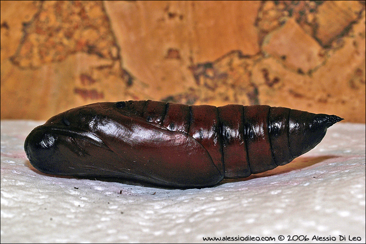 Acherontia atropos, una bella esperienza