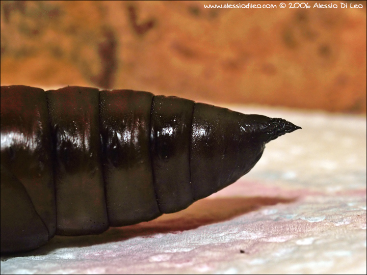 Acherontia atropos, una bella esperienza