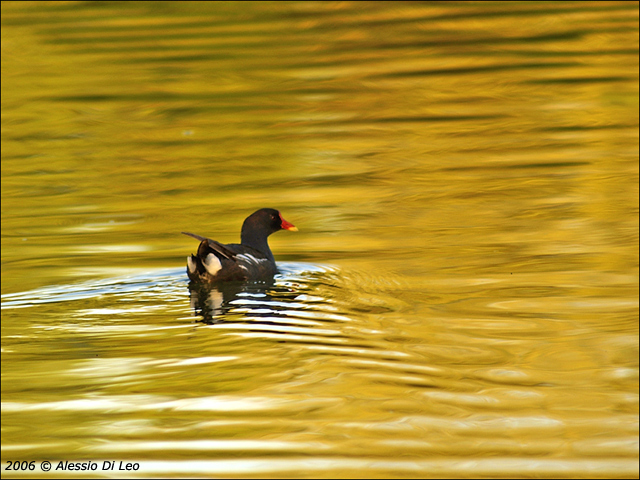 Gallinella_acqua.jpg