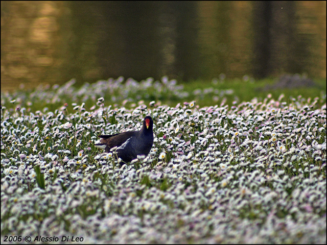 Gallinella_acqua_2.jpg