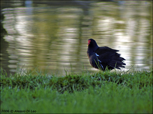 Gallinella_acqua_3.jpg