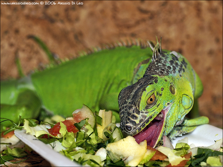 iguana_006.jpg