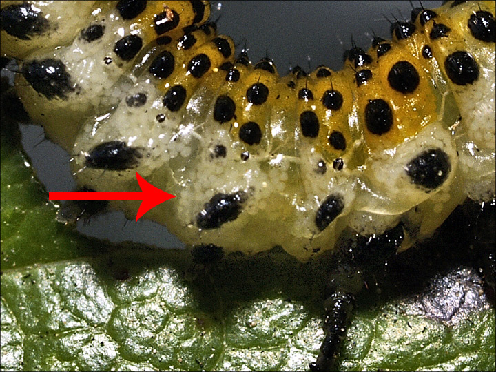 larva_004.jpg