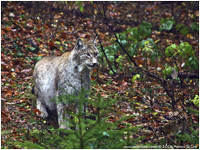 Lince europea [Linx linx]