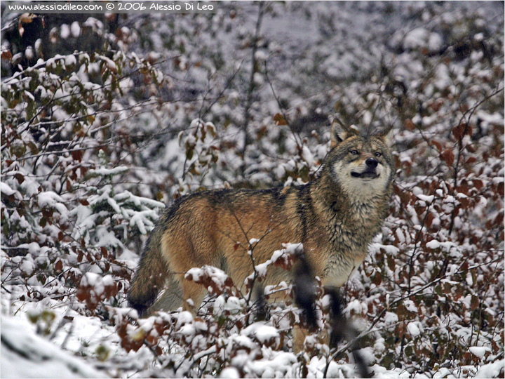 Lupo [Canis lupus]