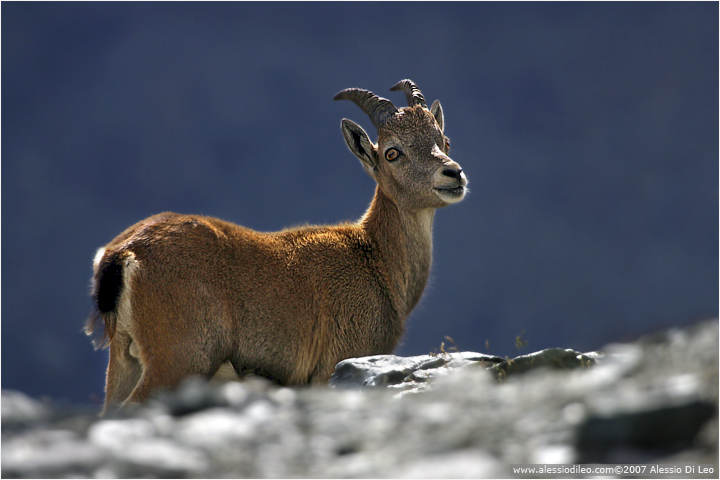 Stambecco [Capra ibex]