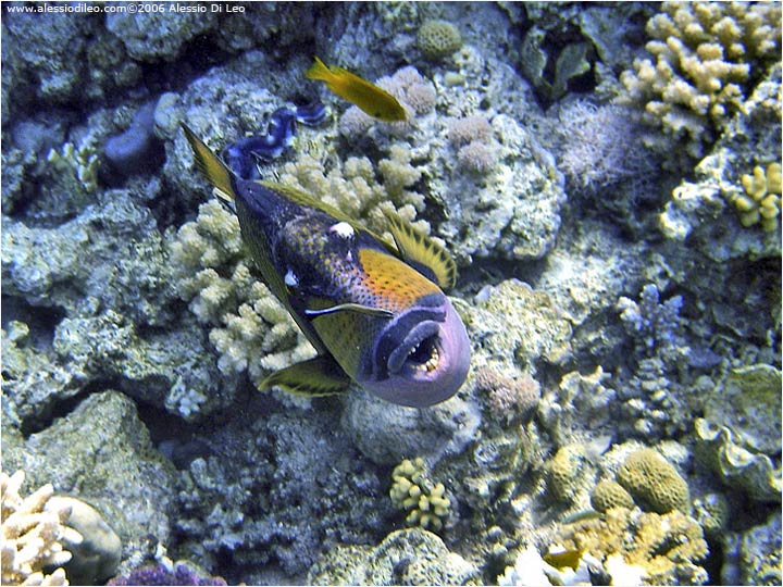 Pesce balestra titano