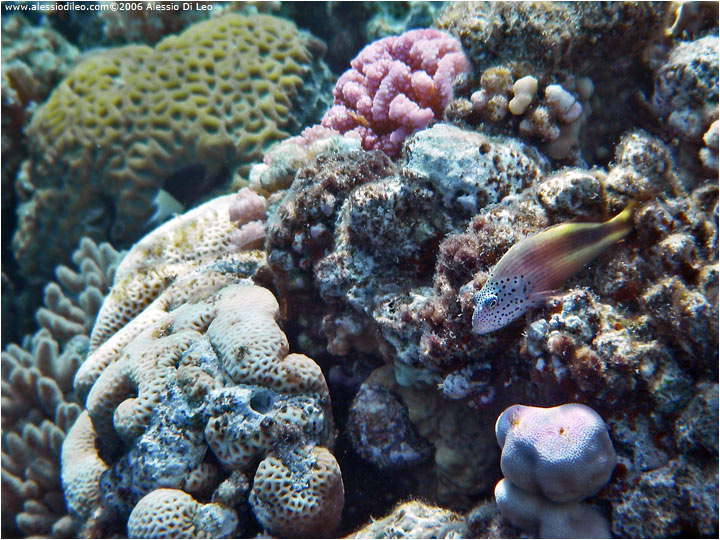 Pesce falco