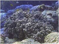 Barriera corallina