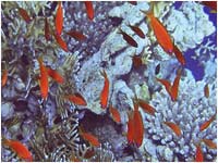 Barriera corallina