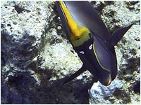 Pesce unicorno arancione