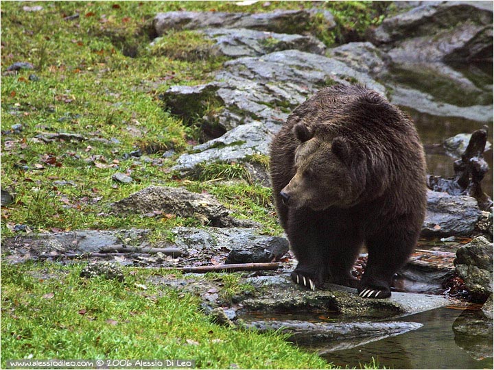 Orso bruno [Ursus arctos]