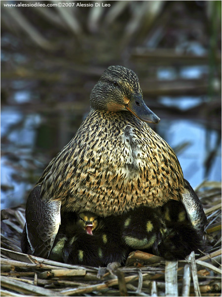 Germano femmina con pulcini [Anas platyrhynchos]