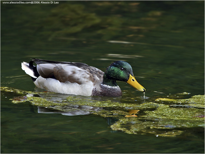 Germano maschio [Anas platyrhynchos]