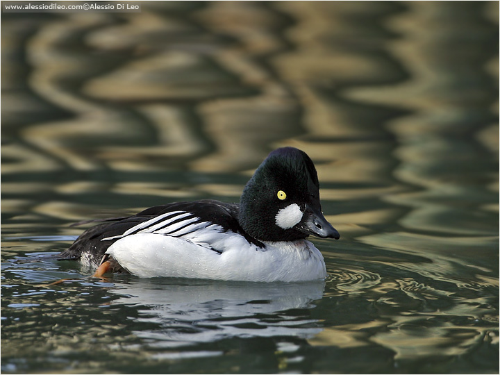 Quattrocchi [Bucephala clangula]