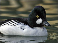 Quattrocchi [Bucephala clangula]